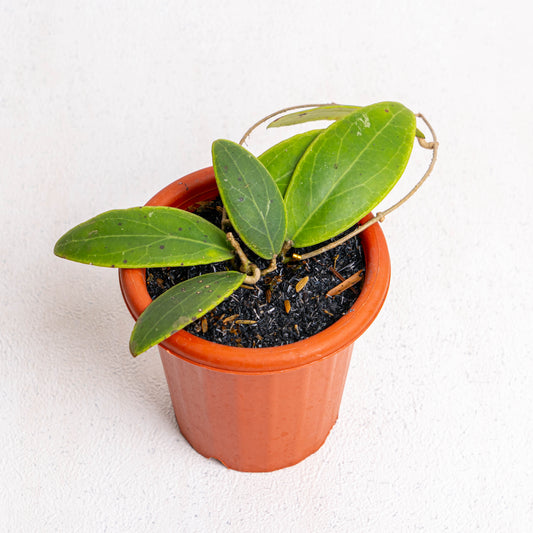 Hoya Rintzii - Indonesian Rare Plants