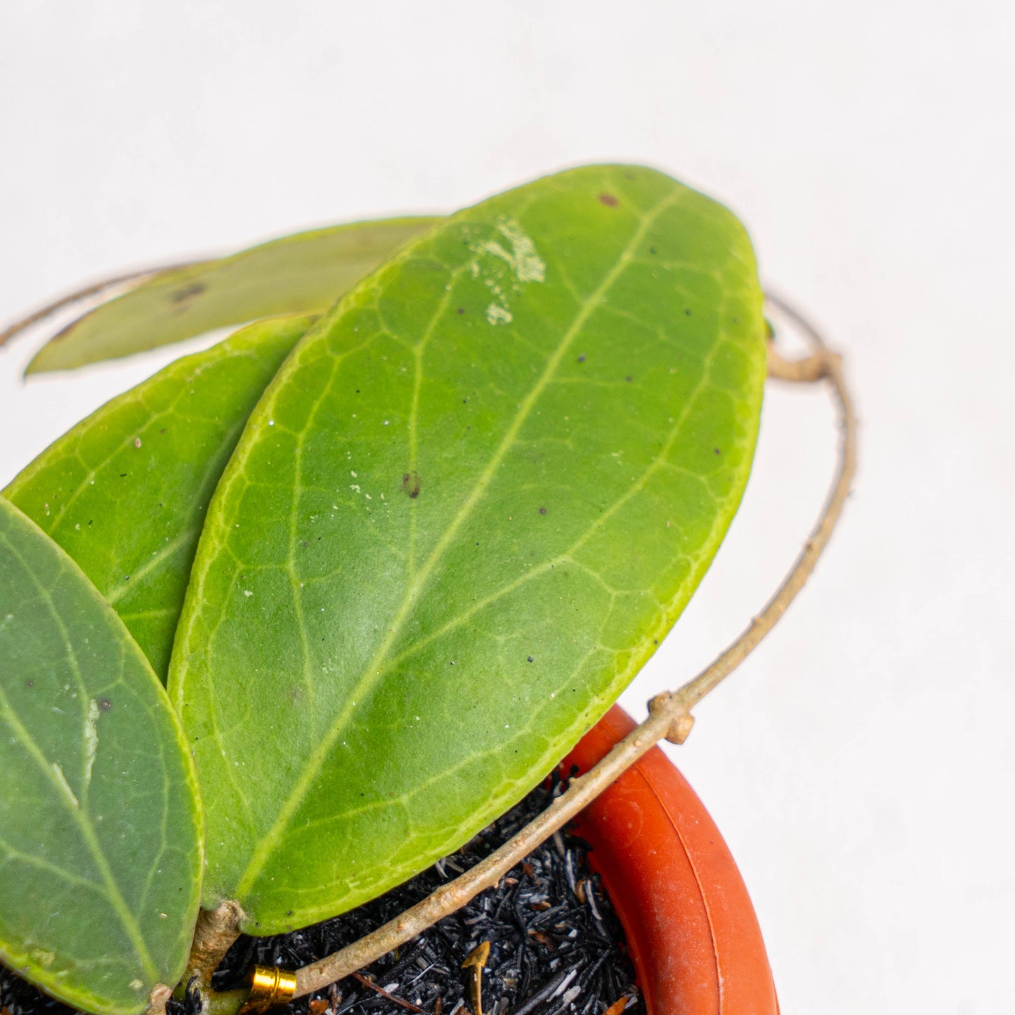 Hoya Rintzii
