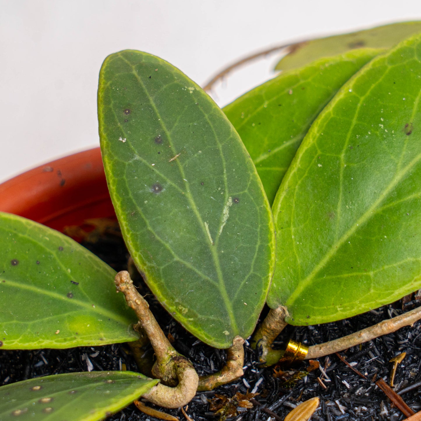 Hoya Rintzii