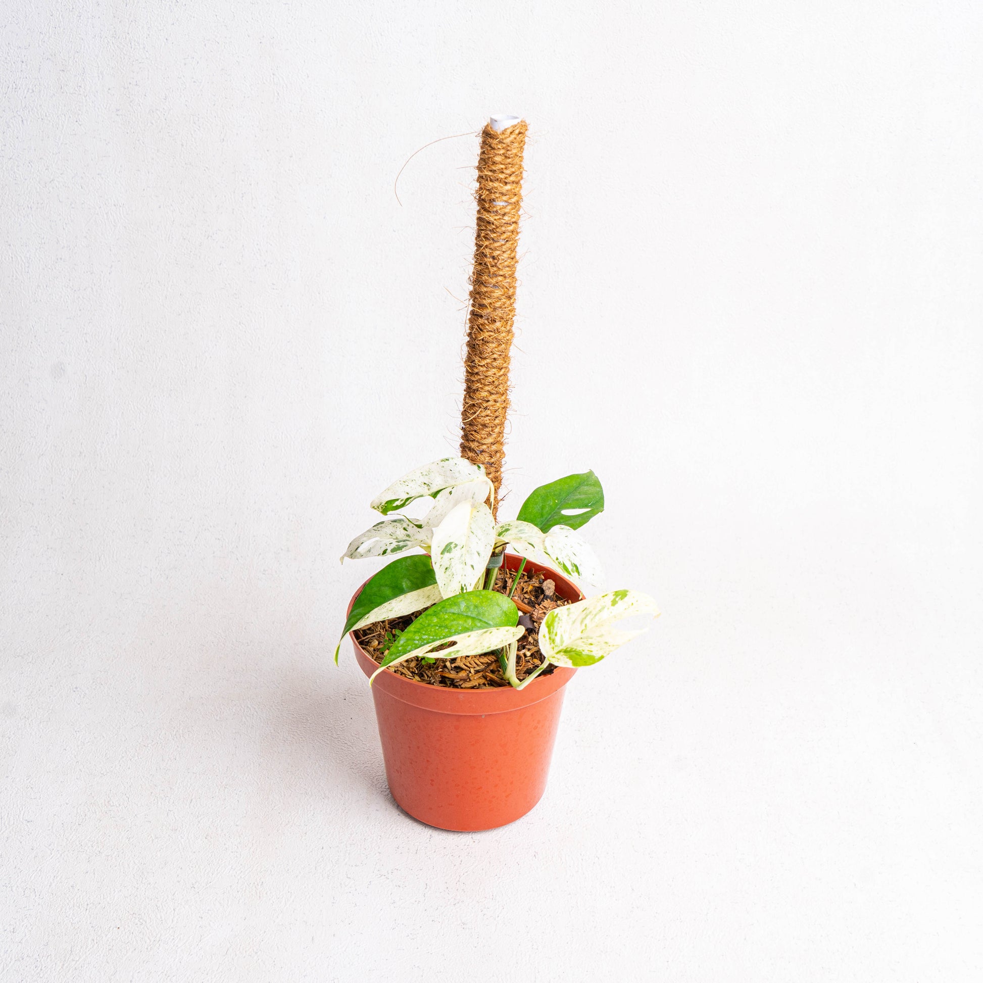 Epipremnum Pinnatum Marble Variegated - Indonesian Rare Plants