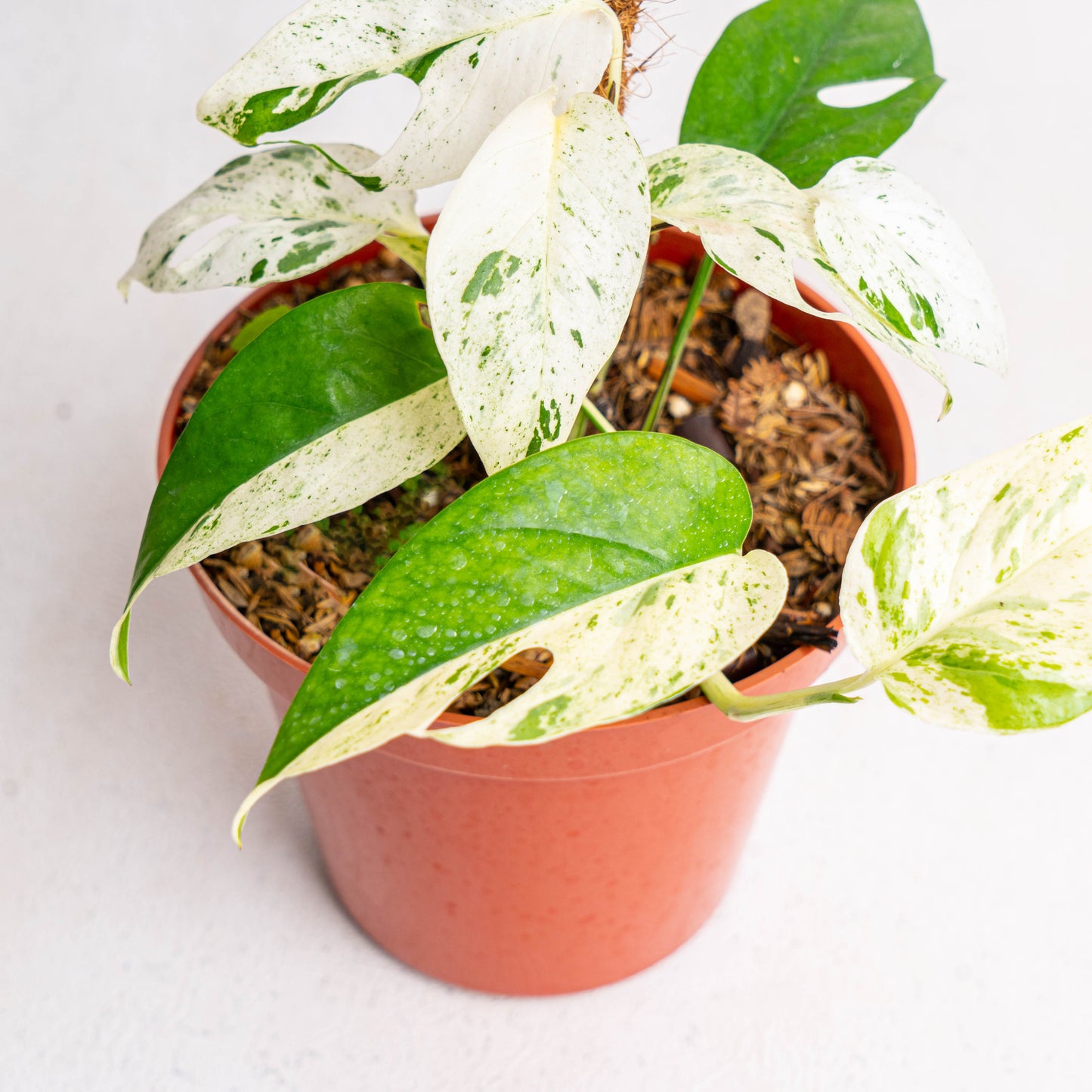 Epipremnum Pinnatum Marble Variegated