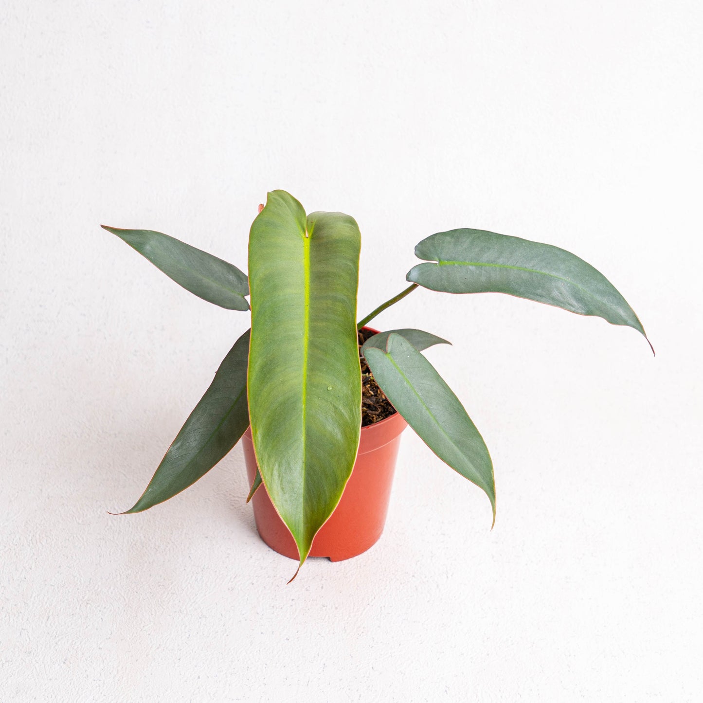 Philodendron Atabapoense
