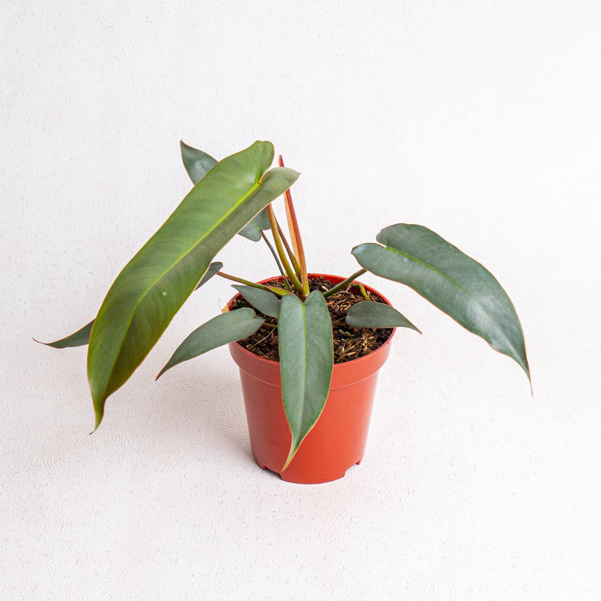 Philodendron Atabapoense - Indonesian Rare Plants
