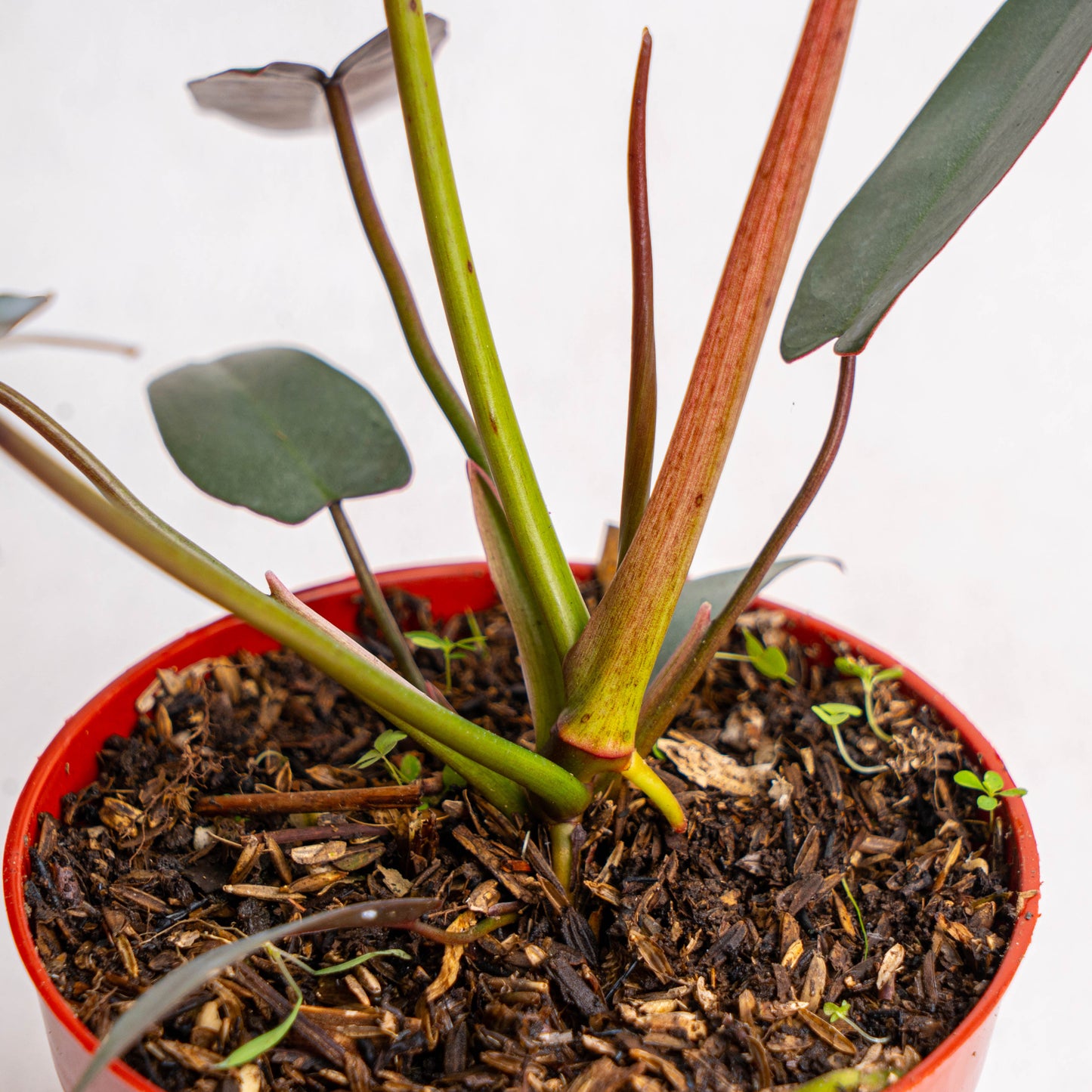 Philodendron Atabapoense