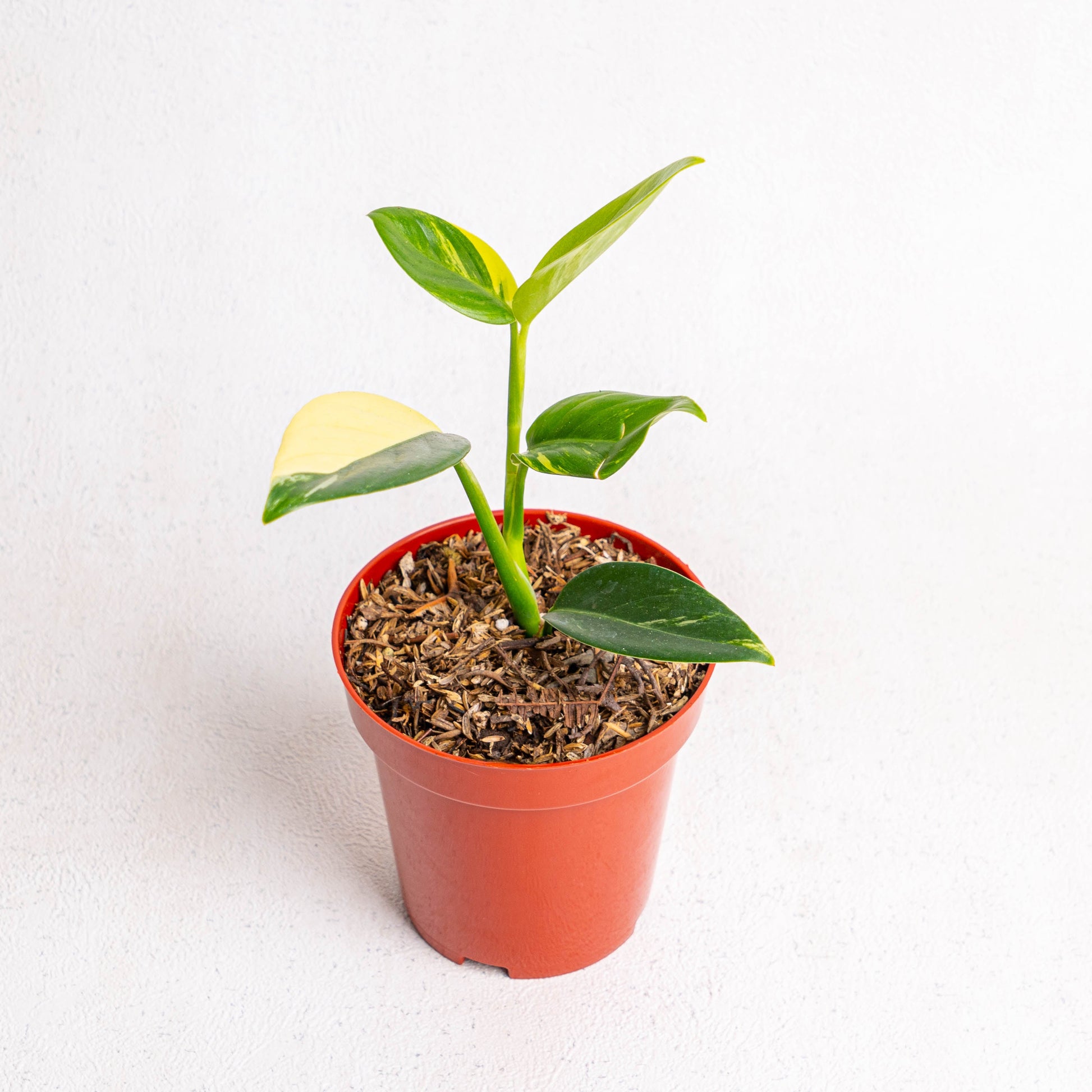 Scindapsus Rupertris Variegated - Indonesian Rare Plants