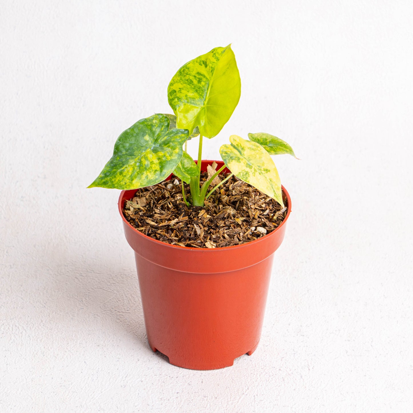 Alocasia Gageana Yellow Variegated - Indonesian Rare Plants