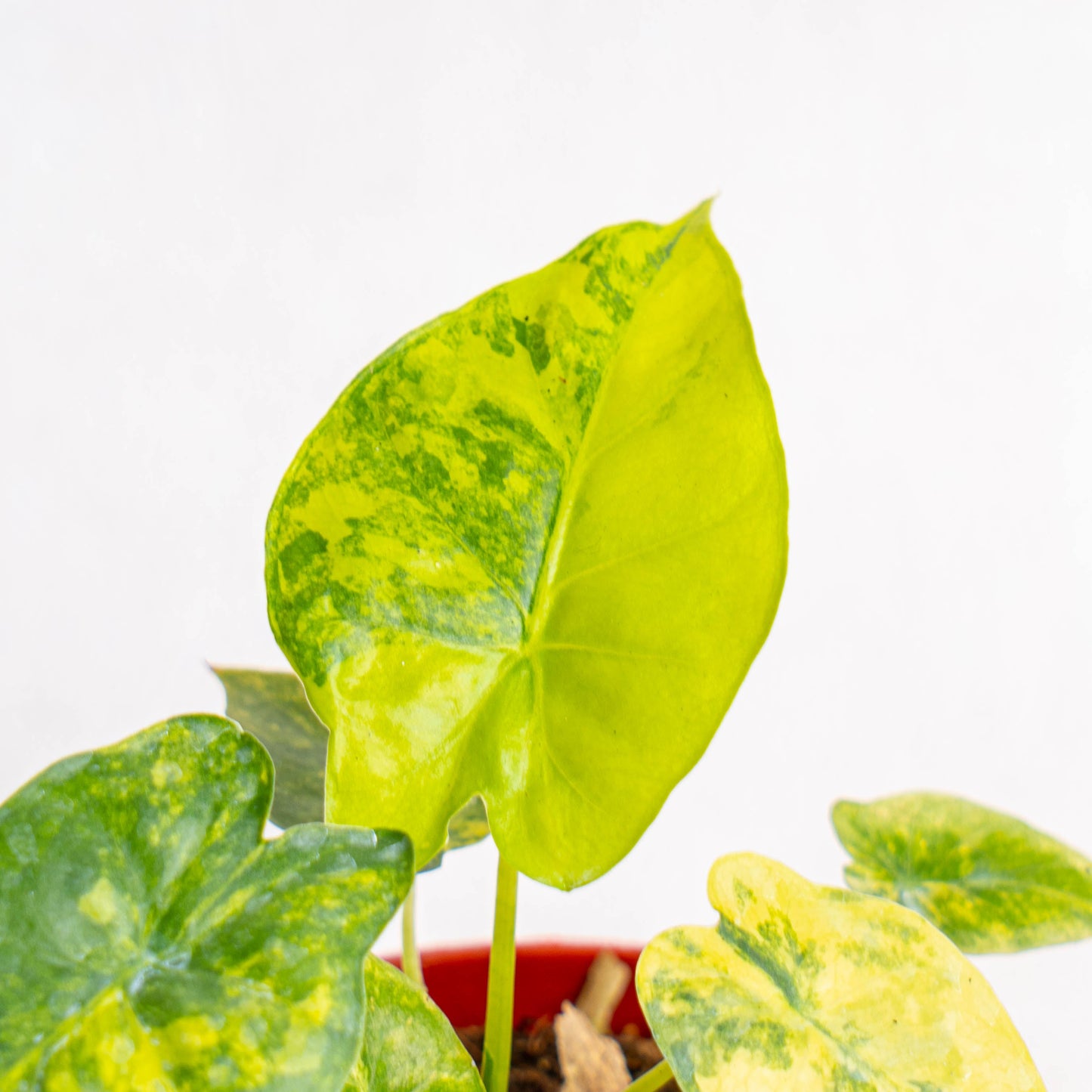 Alocasia Gageana Yellow Variegated