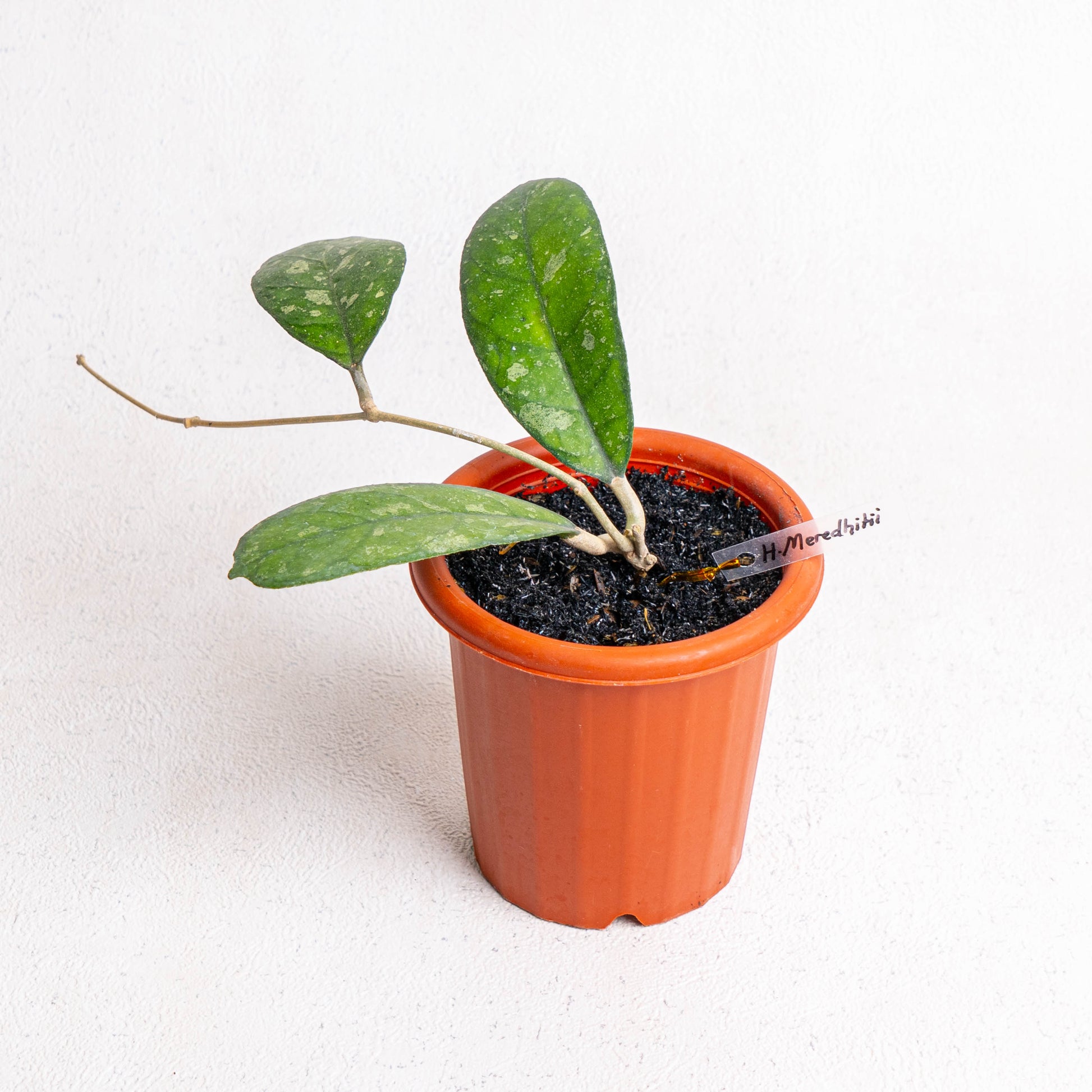 Hoya Meredithii - Indonesian Rare Plants