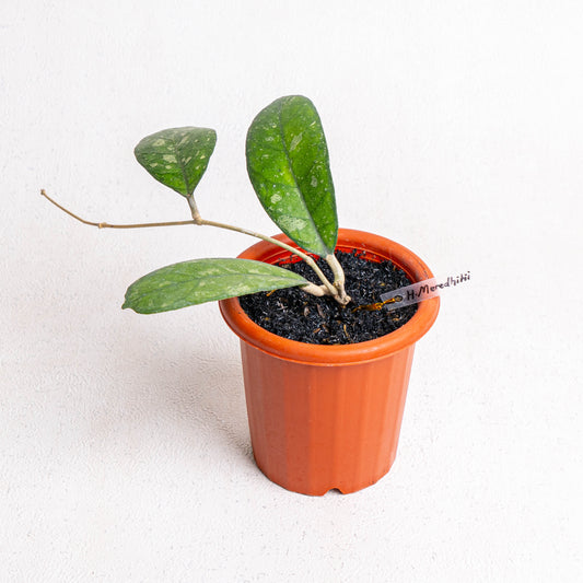 Hoya Meredithii - Indonesian Rare Plants
