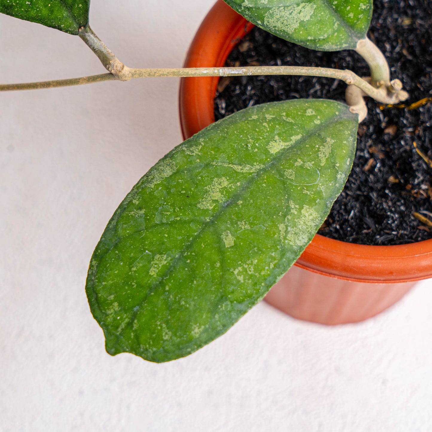 Hoya Meredithii