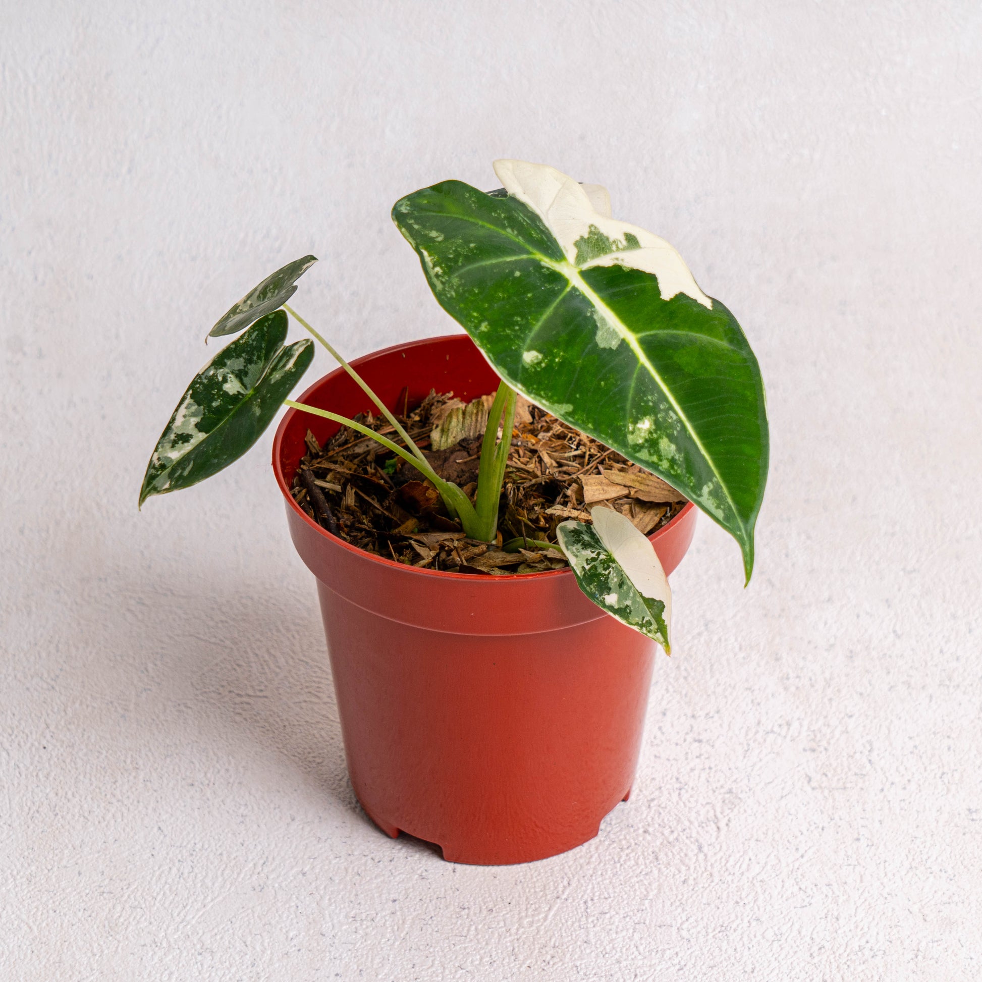 Alocasia Frydek Variegated - Indonesian Rare Plants