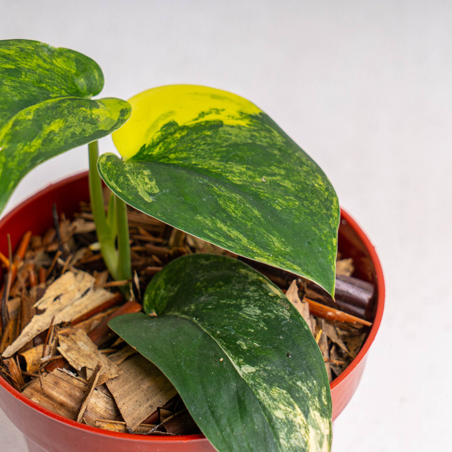 Scindapsus Jade Satin Variegated