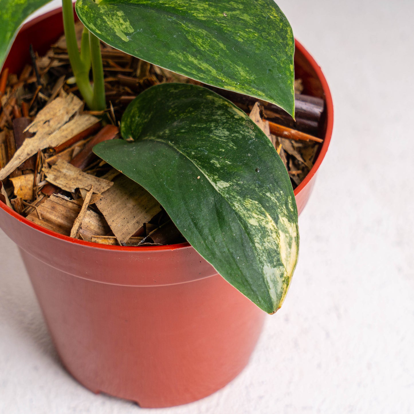 Scindapsus Jade Satin Variegated
