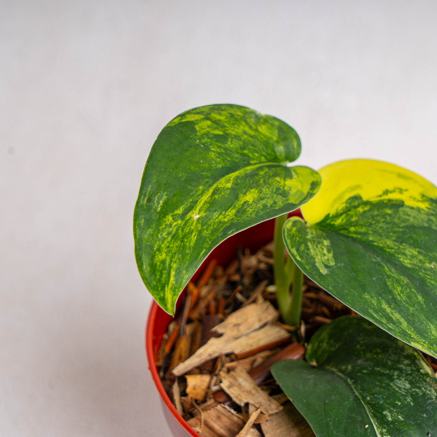 Scindapsus Jade Satin Variegated