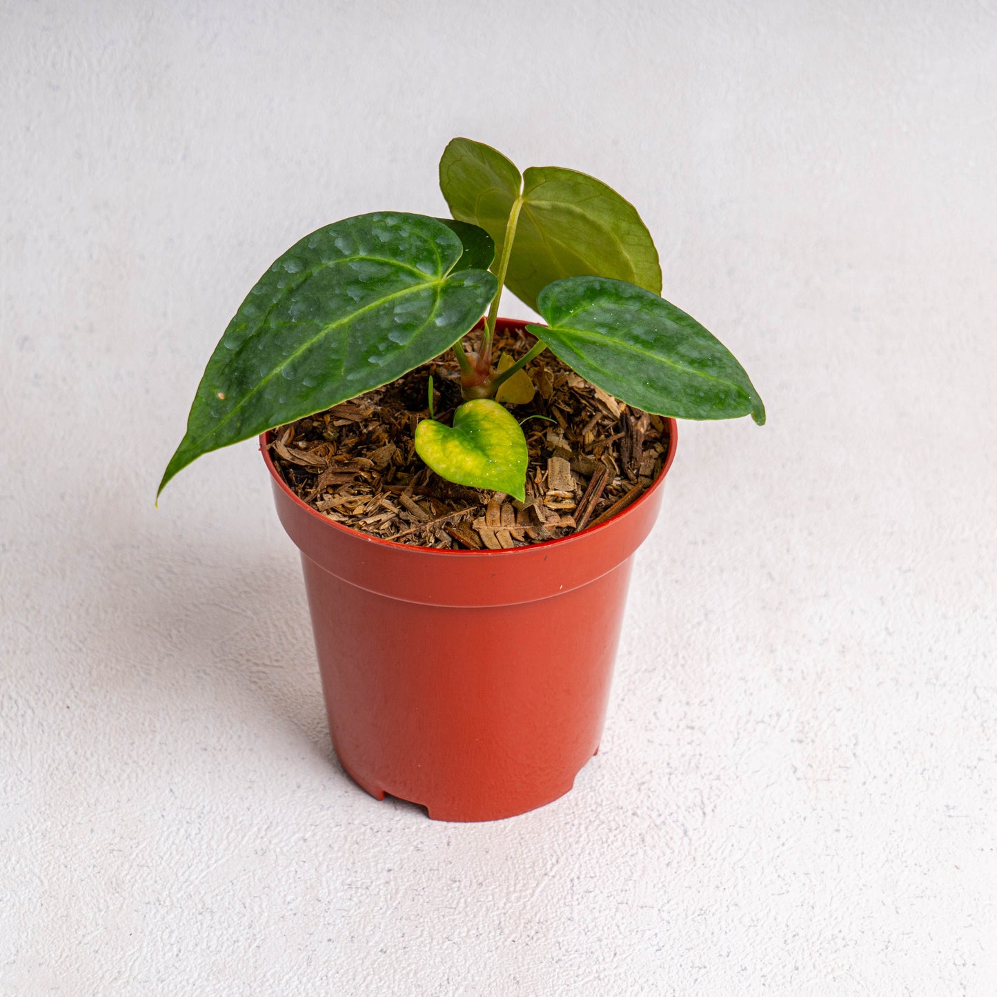 Anthurium Papillilaminum Hybrid - Indonesian Rare Plants