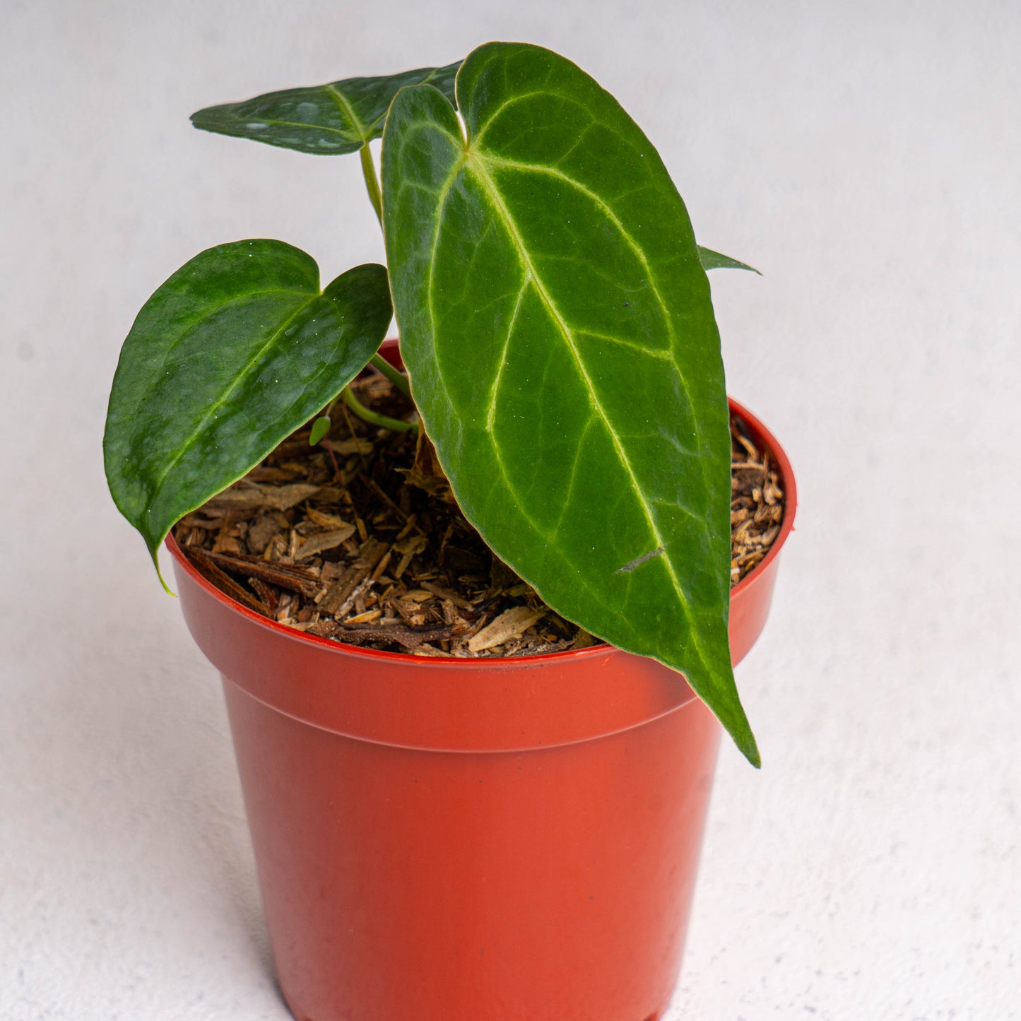 Anthurium Papillilaminum Hybrid