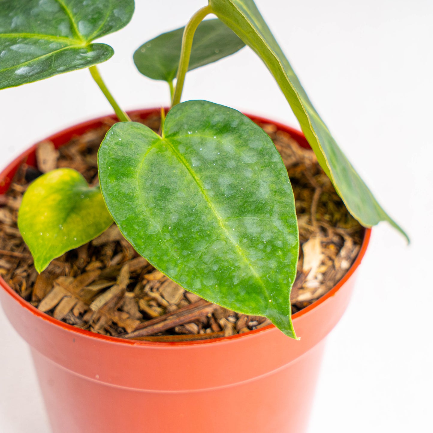 Anthurium Papillilaminum Hybrid