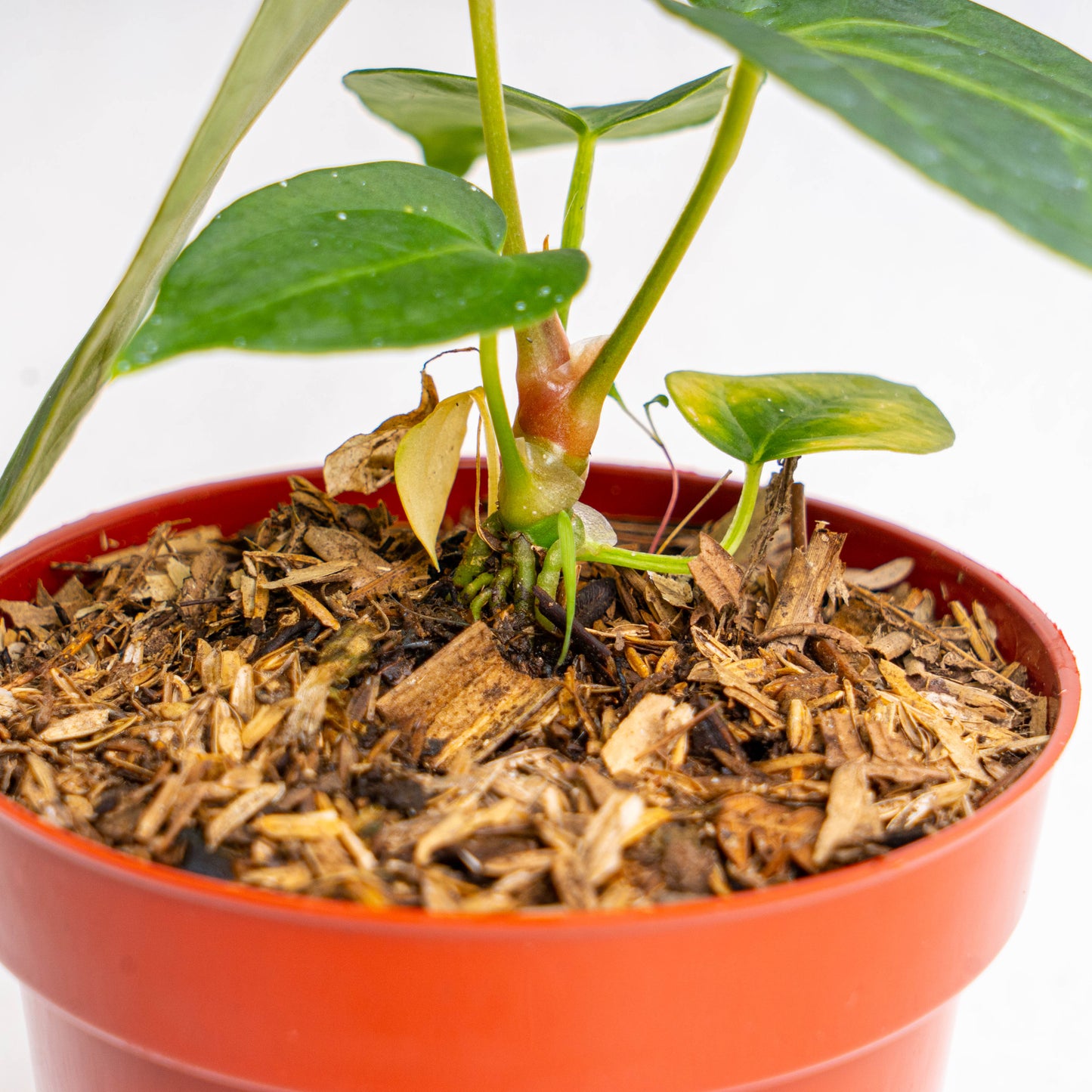 Anthurium Papillilaminum Hybrid