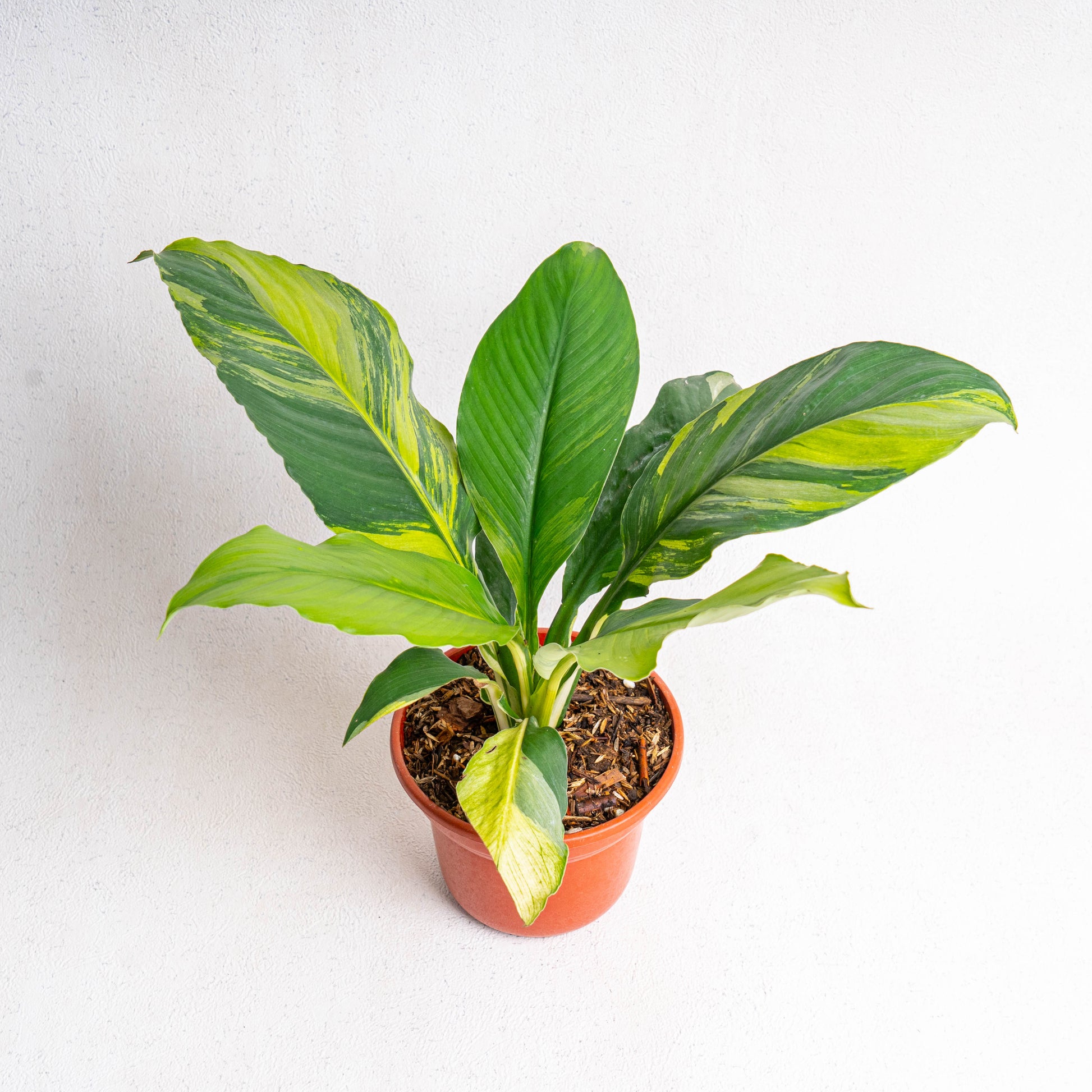 Spathiphyllum Sensation Variegated - Indonesian Rare Plants