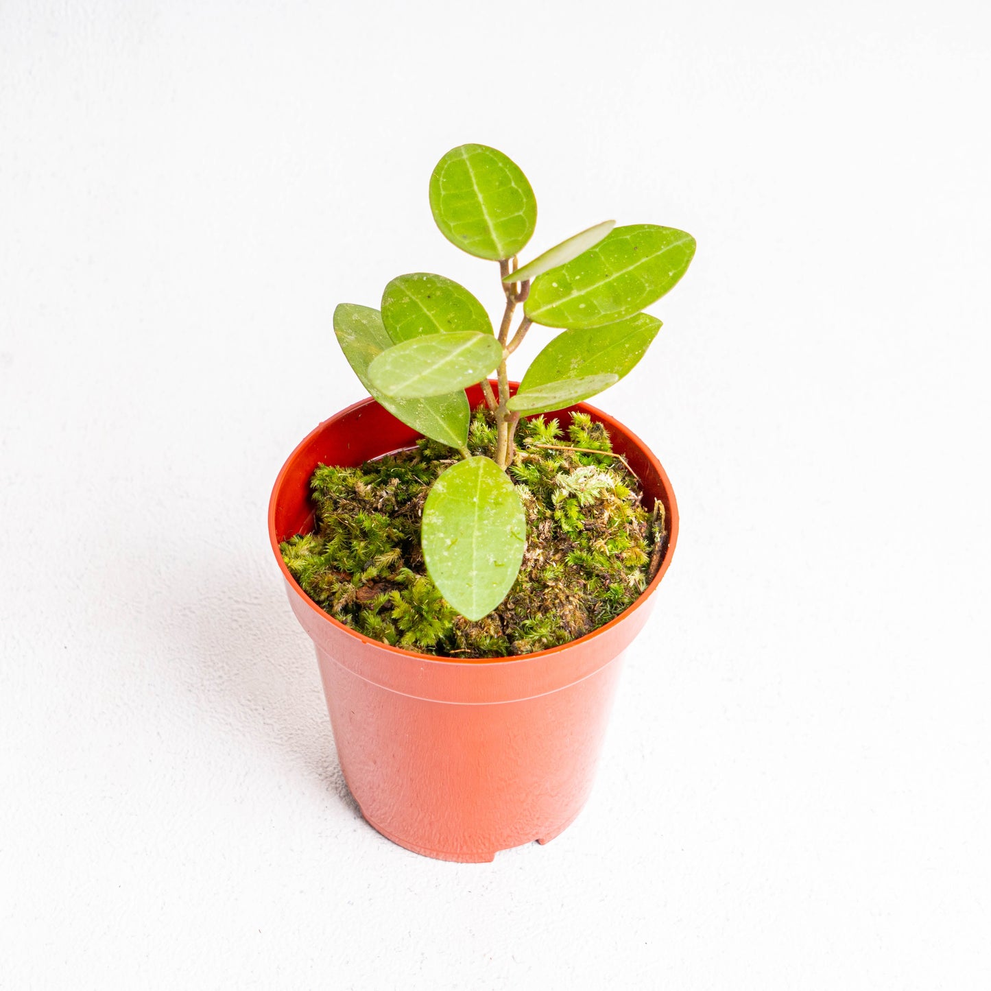Hoya Elliptica - Indonesian Rare Plants