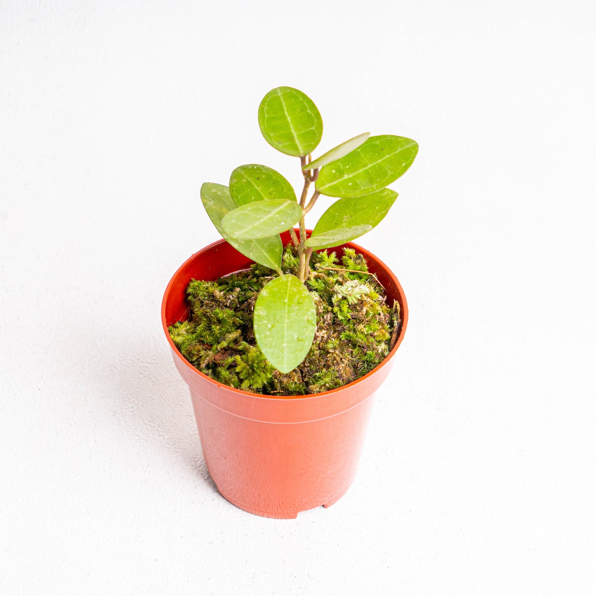 Hoya Elliptica - Indonesian Rare Plants
