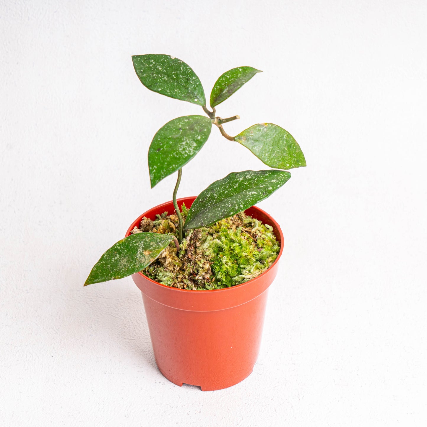 Hoya Rundumensis - Indonesian Rare Plants