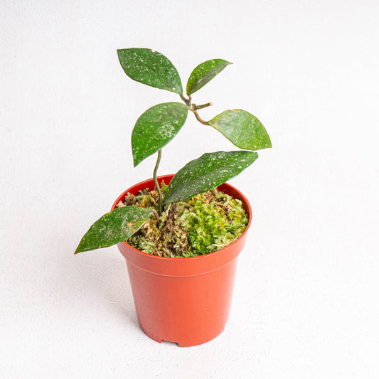 Hoya Rundumensis - Indonesian Rare Plants