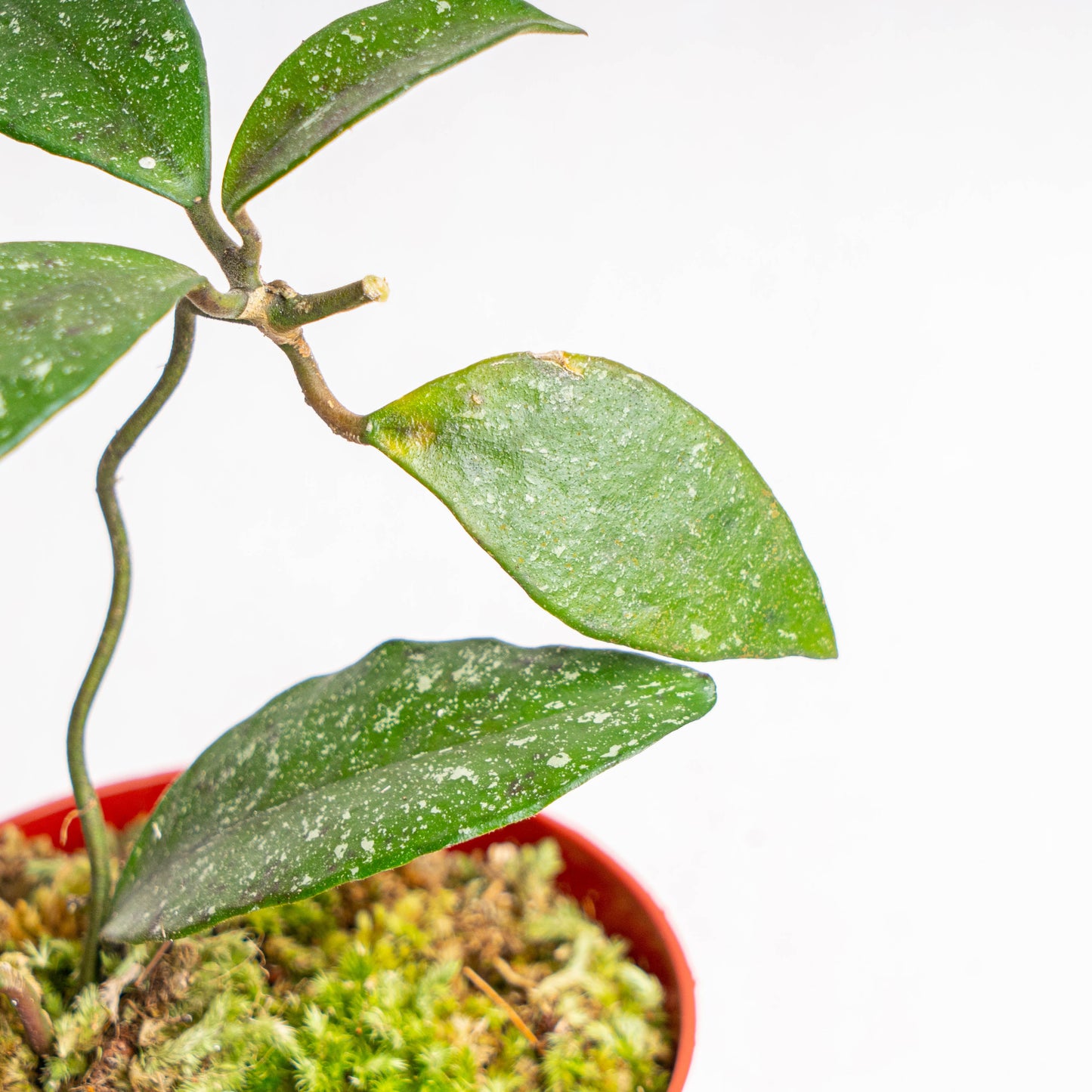 Hoya Rundumensis