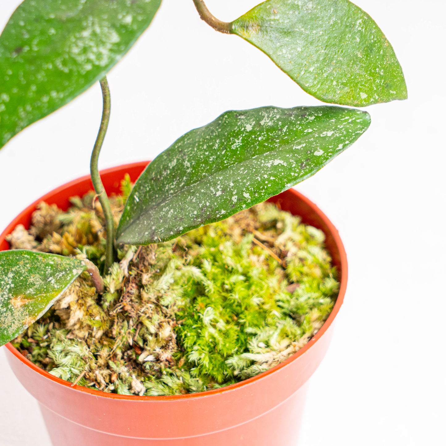 Hoya Rundumensis