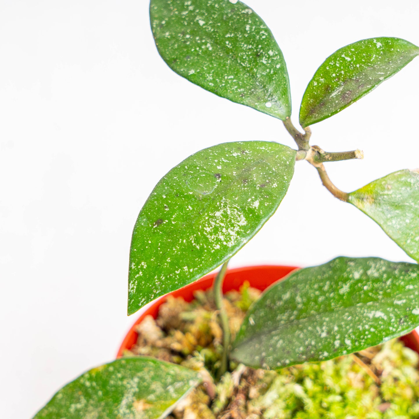 Hoya Rundumensis