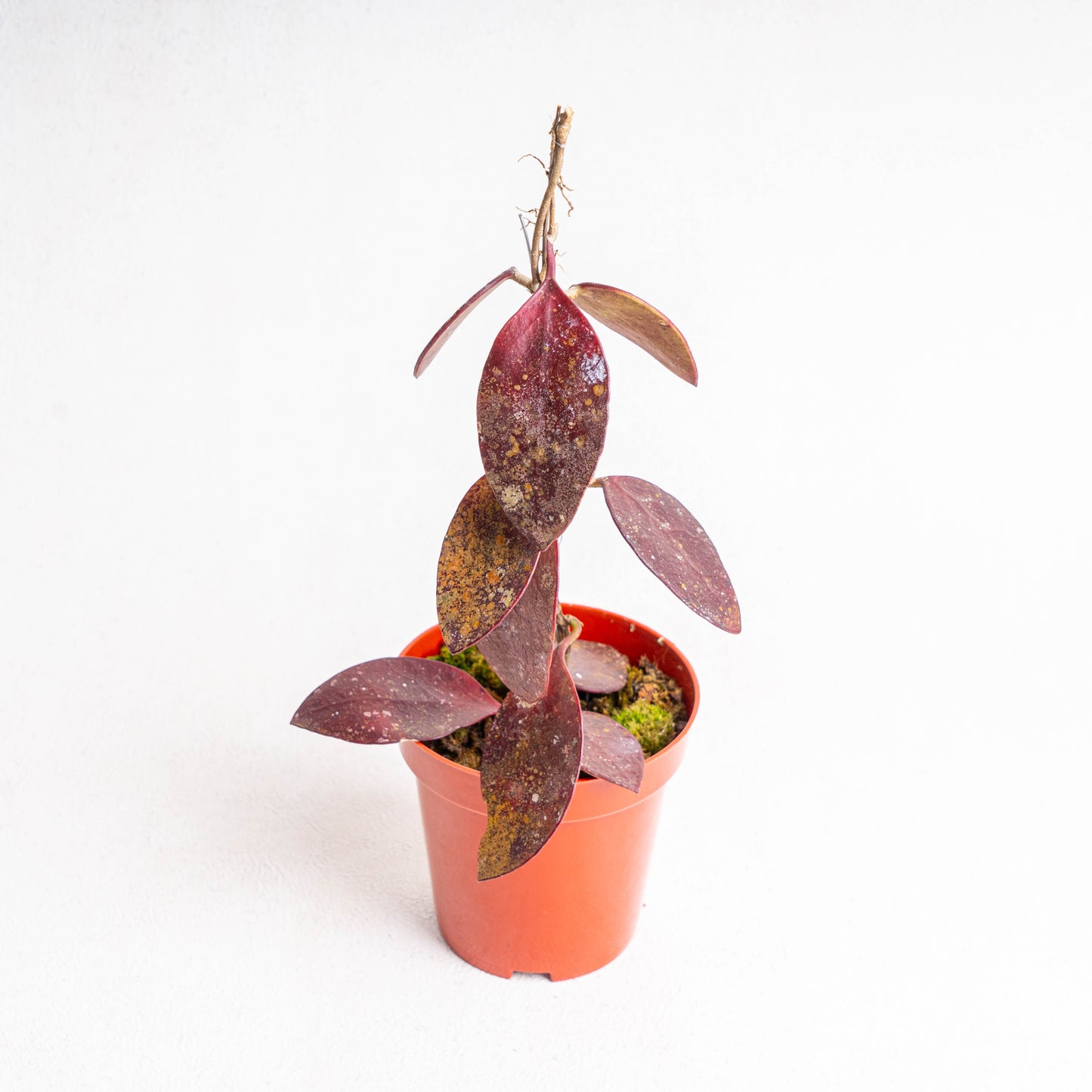 Hoya Benchaii Red - Indonesian Rare Plants