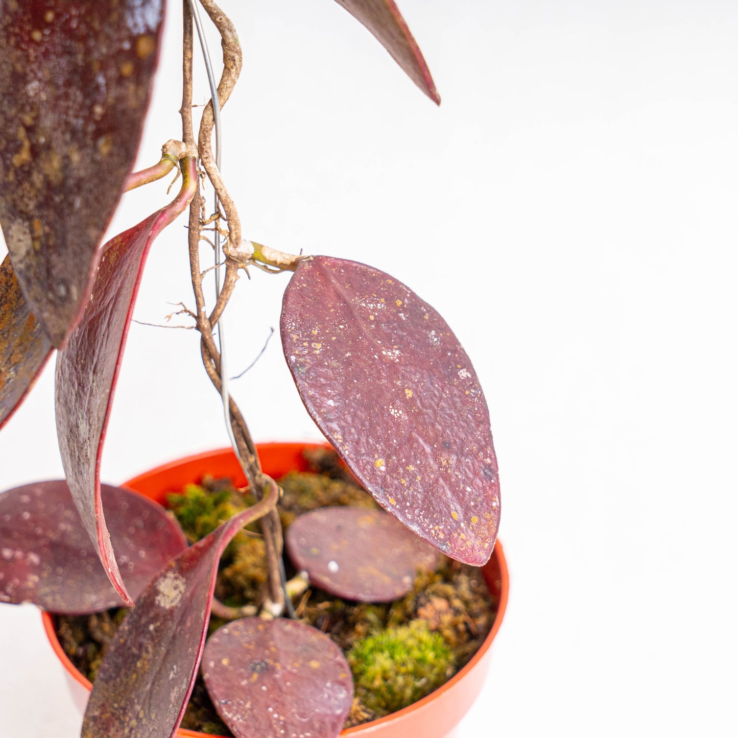 Hoya Benchaii Red