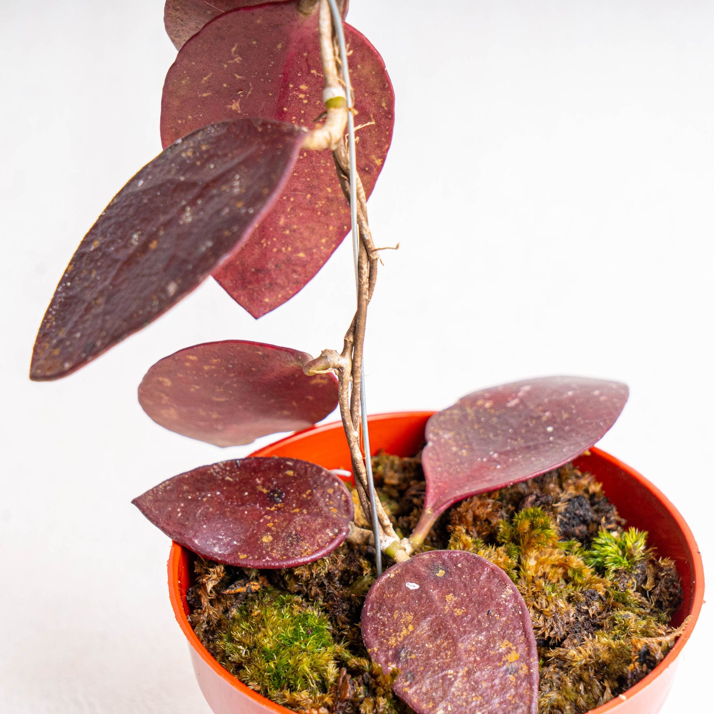 Hoya Benchaii Red