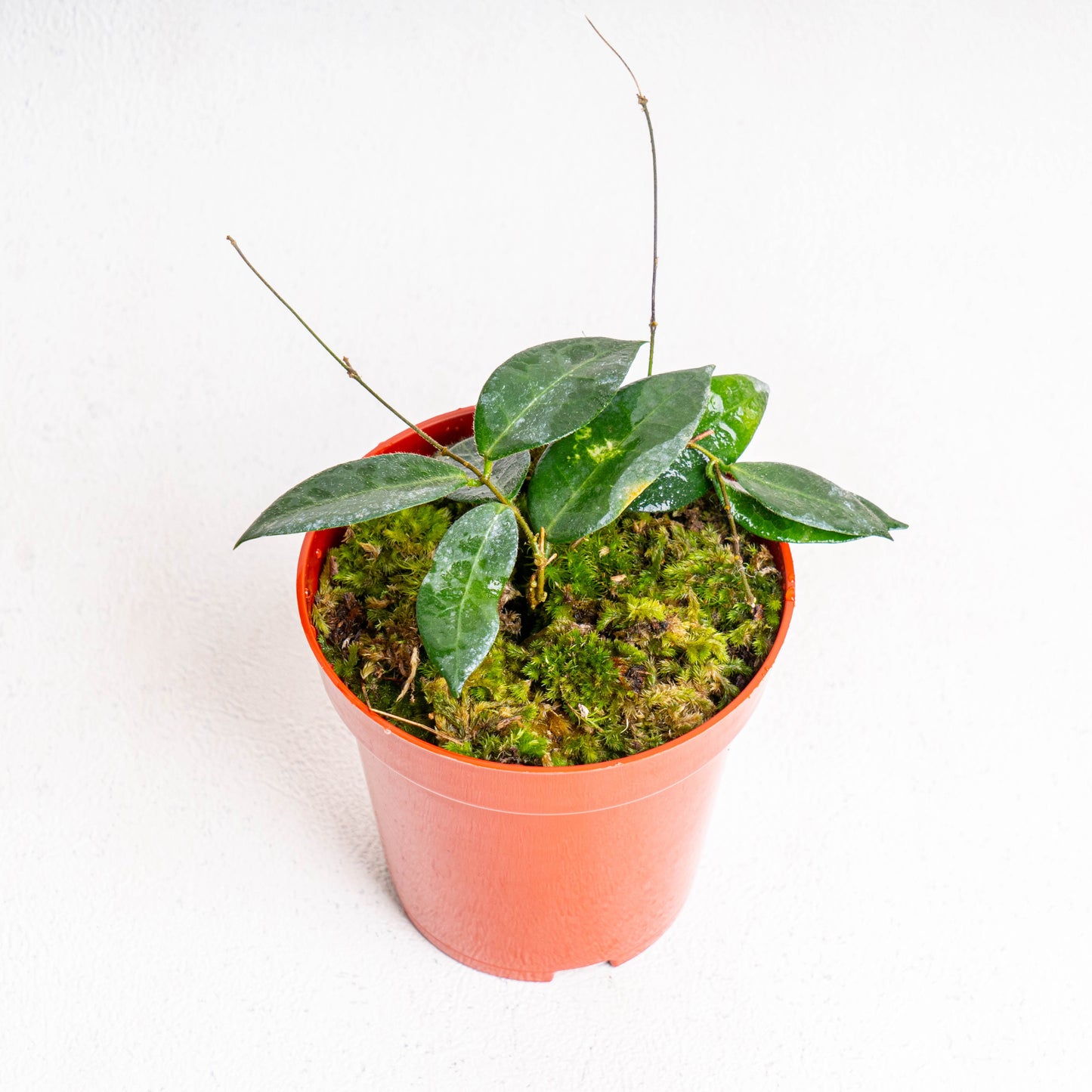 Hoya Patella - Indonesian Rare Plants