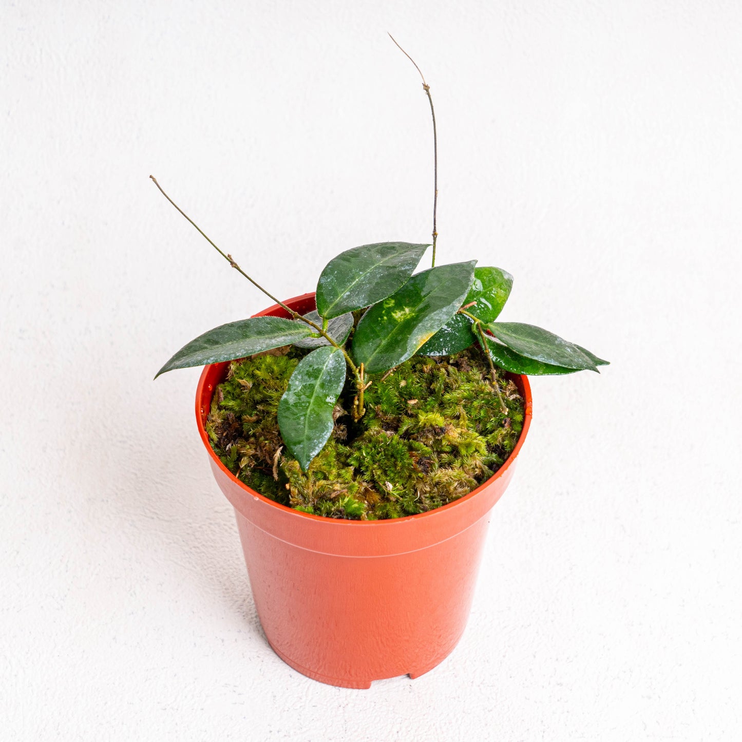 Hoya Patella