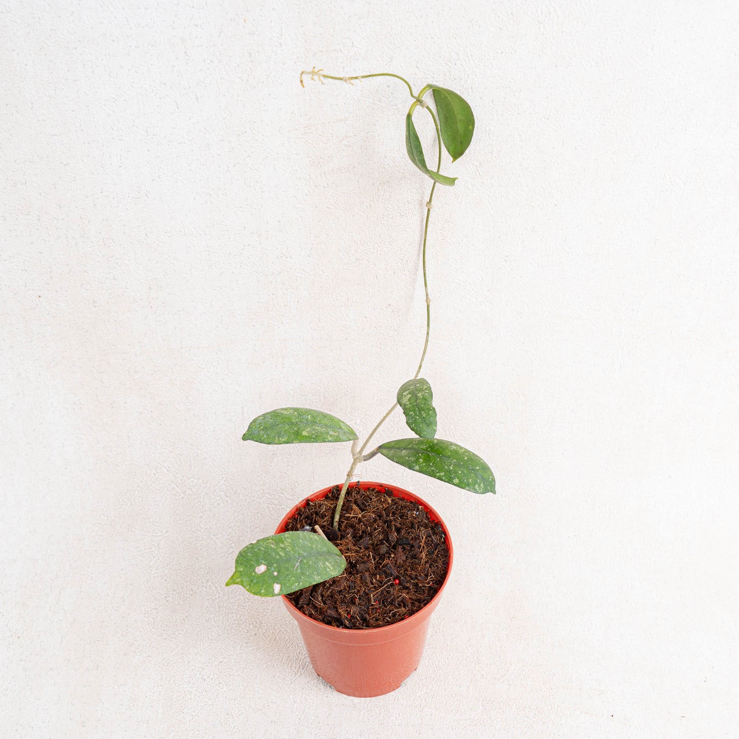 Hoya SP Mutia - Indonesian Rare Plants