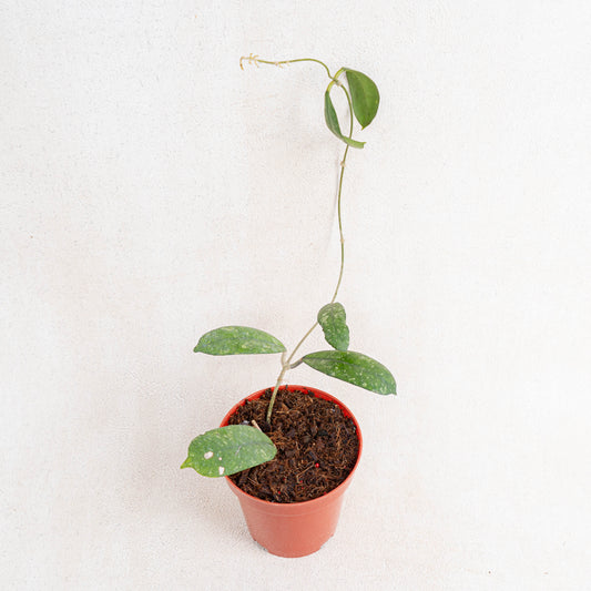 Hoya SP Mutia - Indonesian Rare Plants