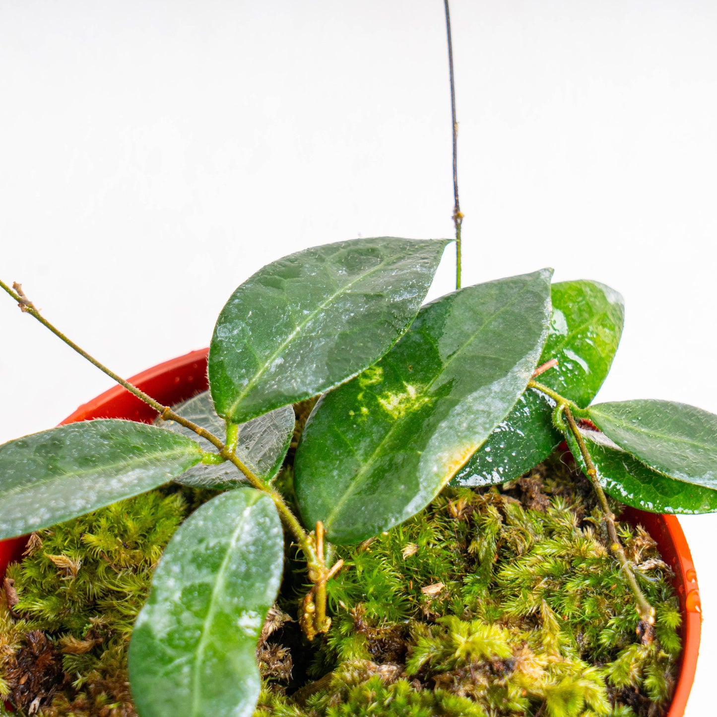 Hoya Patella