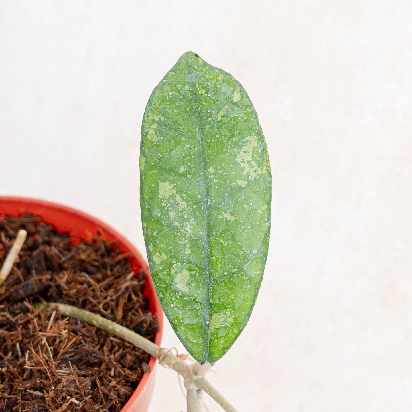 Hoya SP Mutia