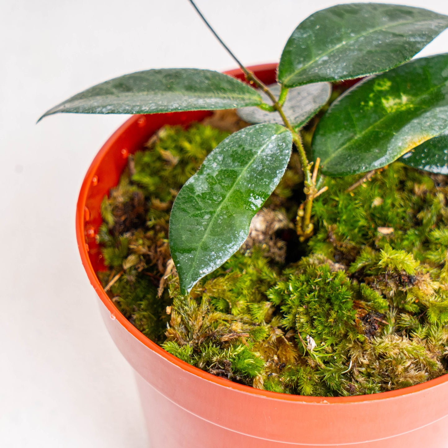 Hoya Patella