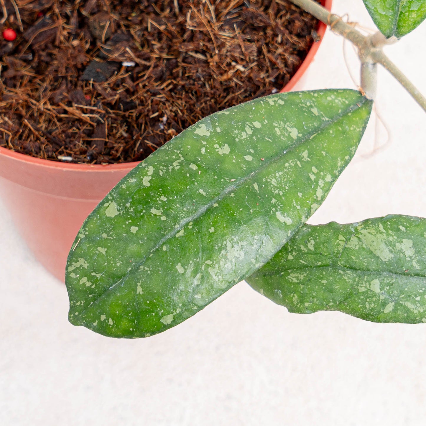 Hoya SP Mutia