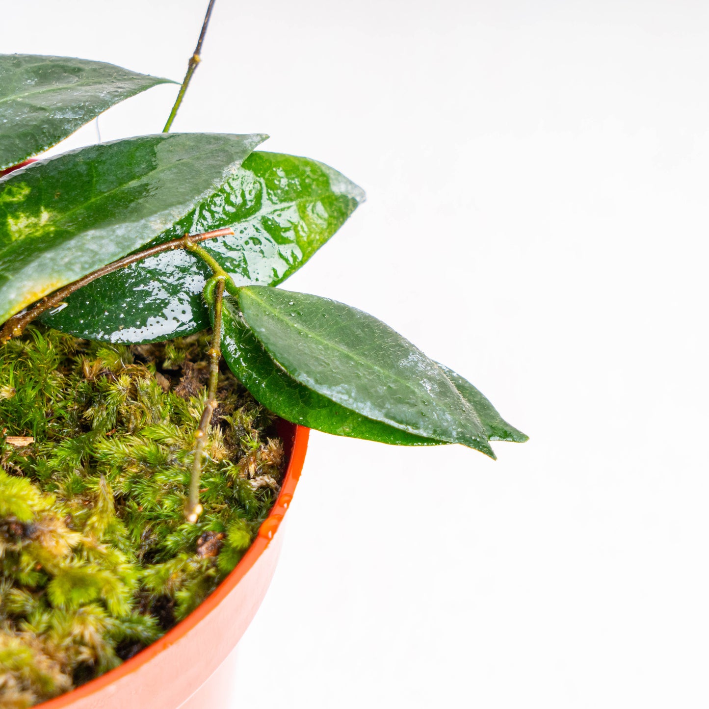 Hoya Patella