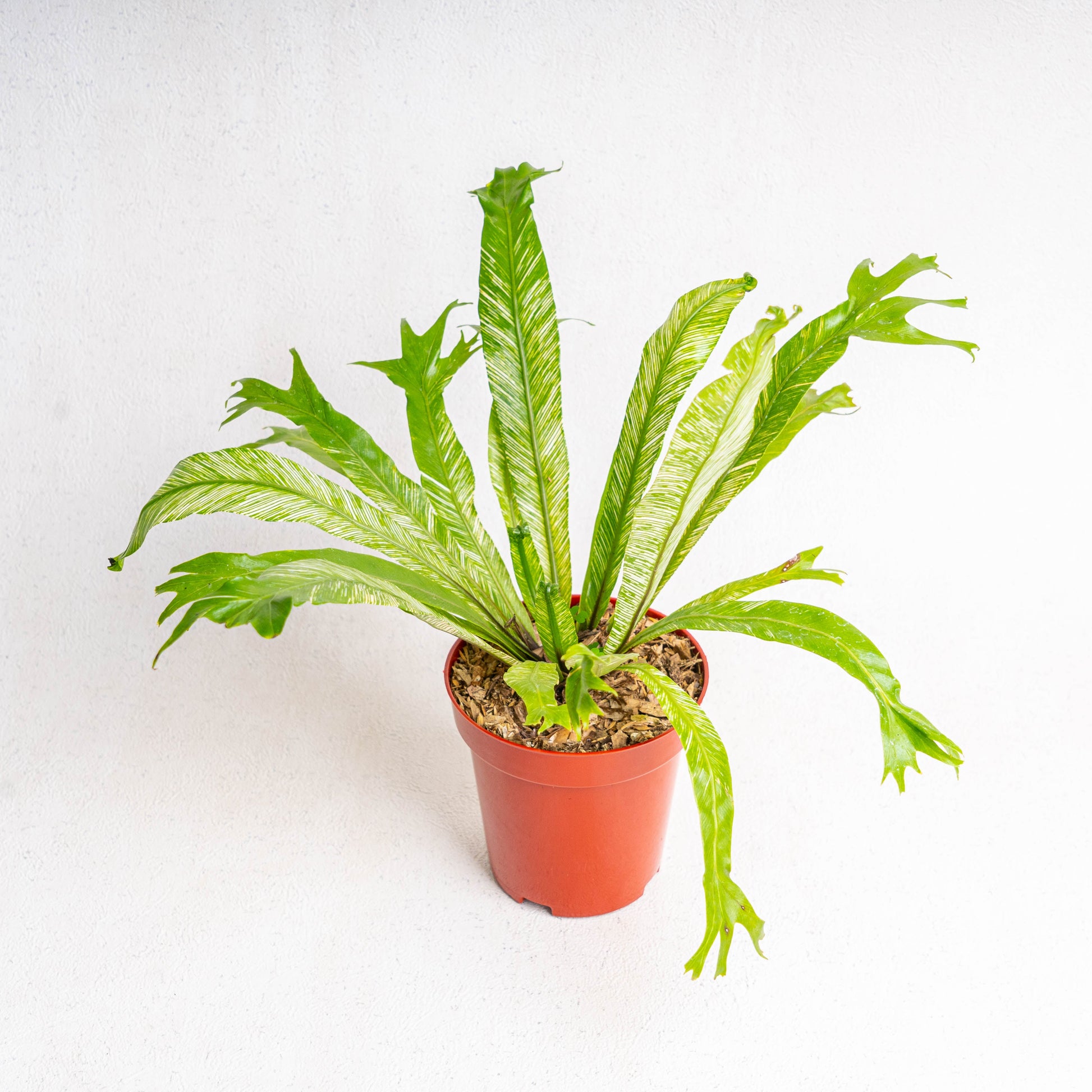 Asplenium Nidus 'Bird Nest Fern Variegated' - Indonesian Rare Plants