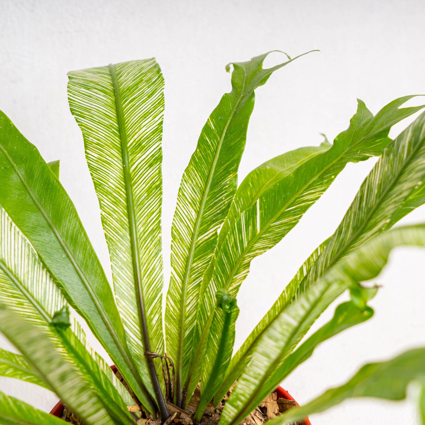 Asplenium Nidus 'Bird Nest Fern Variegated'