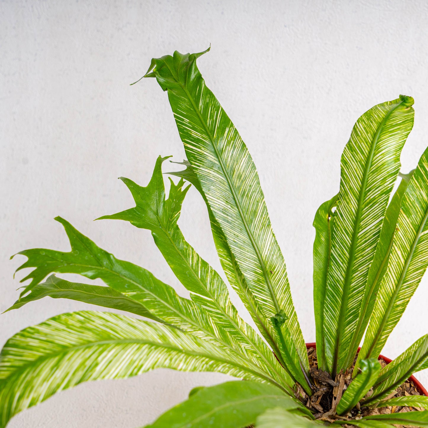 Asplenium Nidus 'Bird Nest Fern Variegated'