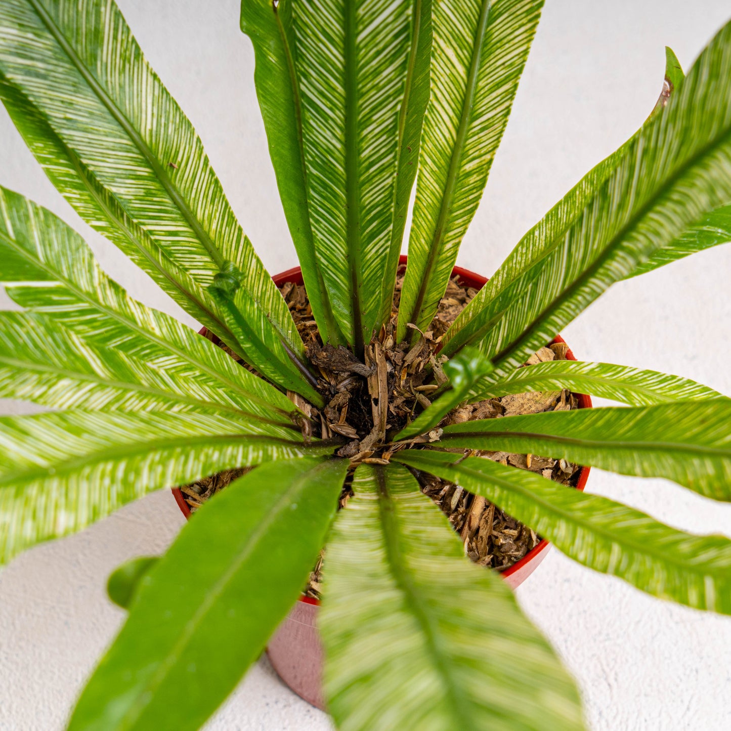 Asplenium Nidus 'Bird Nest Fern Variegated'
