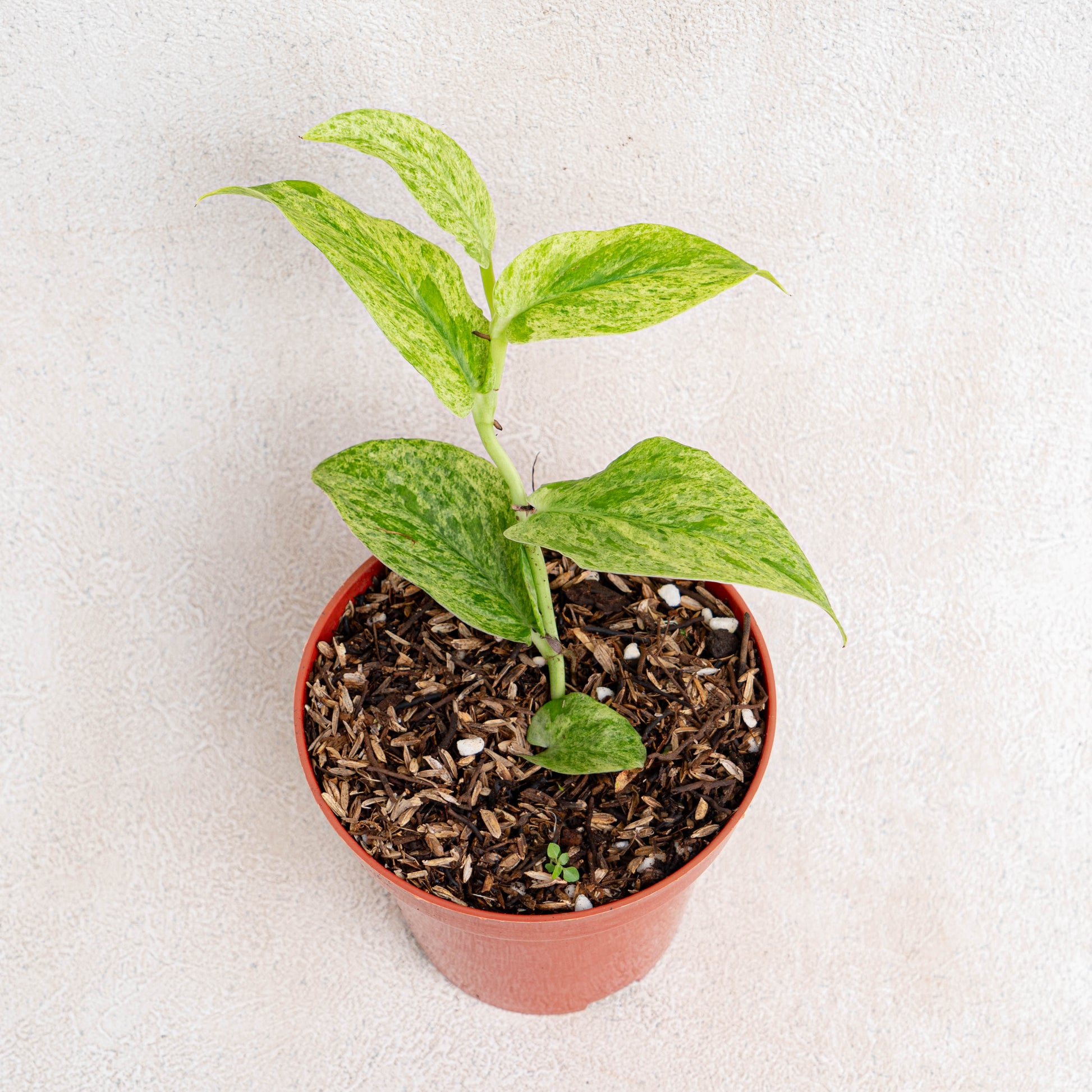 Rhaphidophora Korsthalsii Variegated - Indonesian Rare Plants