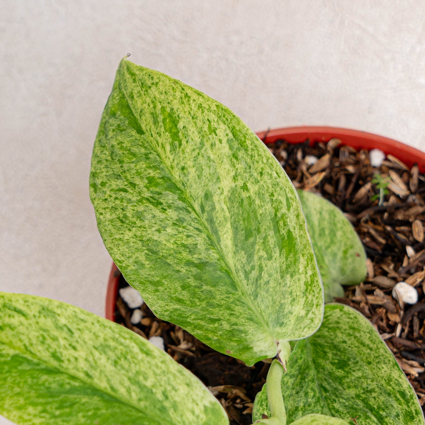 Rhaphidophora Korsthalsii Variegated