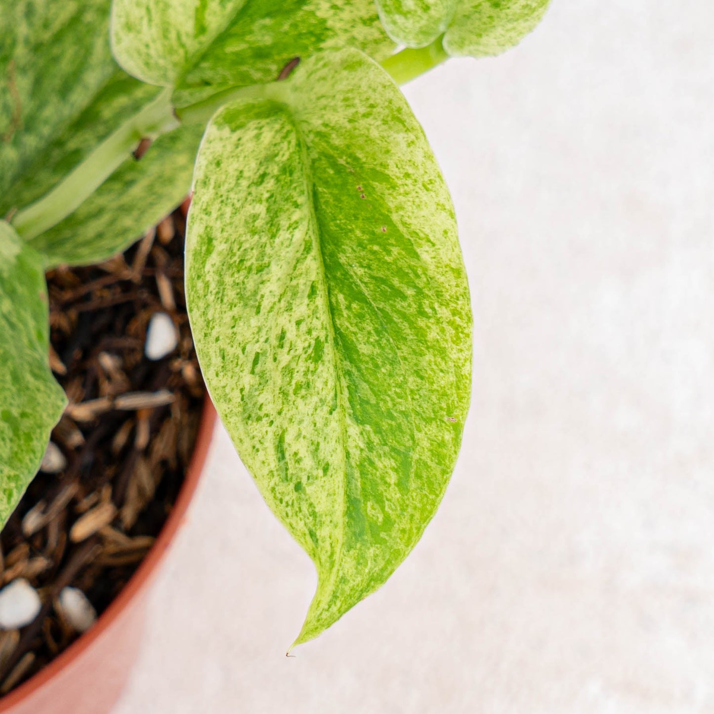 Rhaphidophora Korsthalsii Variegated
