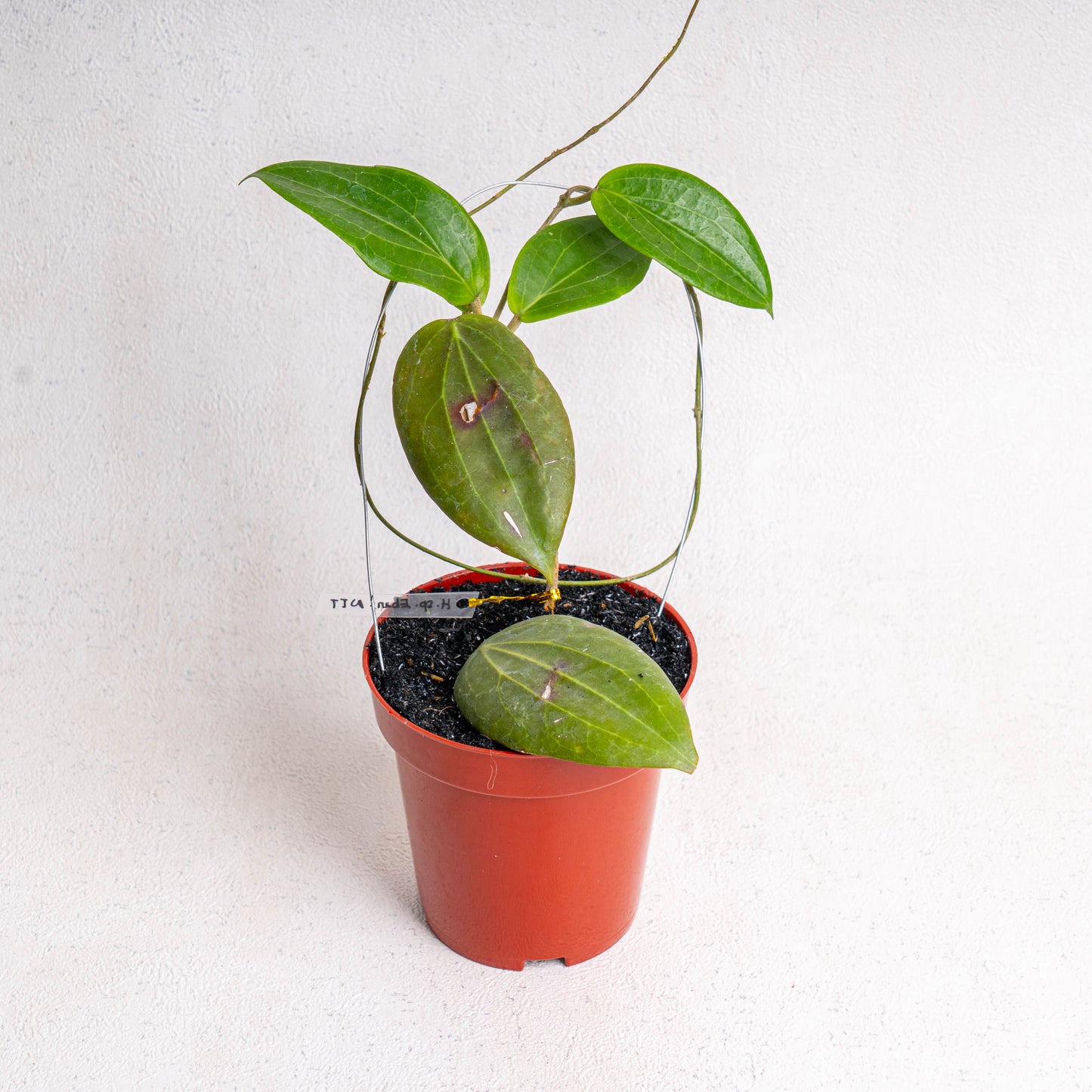 Hoya Latifolia SP Eban - Indonesian Rare Plants